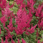 Astilbe (J) 'Red Sentinel' GM P9 BIO