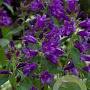 Campanula glom. 'Acaulis' GM P9 BIO