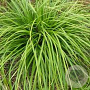 Carex morrowii 'Mosten' GM P9 BIO