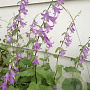 Campanula rapunculoides GM P9 BIO