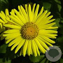 Doronicum orientale GM P9 BIO