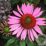 Echinacea p. 'Pica Bella' GM P9 BIO