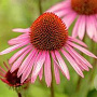 Echinacea p. 'Rubinstern' GM P9 BIO