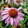 Echinacea purpurea GM P9 BIO