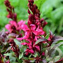 Gaura l. Gaudi Red GM P9 BIO