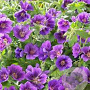 Geranium 'Blue Blood' GM P9 BIO