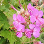 Geranium macr. 'Bevan's Variety' GM P9 BIO
