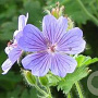 Geranium 'Philippe Vapelle' GM P9 BIO