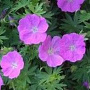 Geranium sang. 'New Hampsh. Purple' GM P9 BIO