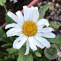 Leucanthemum (S) 'Alaska' GM P9 BIO