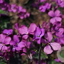 Lunaria annua 'Chedglow' GM P9 BIO