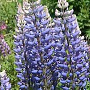 Lupinus 'Gallery Blue' GM P9 BIO