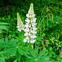 Lupinus 'Gallery White' GM P9 BIO