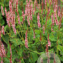 Persicaria a. Confetti GM P9 BIO