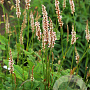 Persicaria a. Unicorn GM P9 BIO