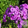 Phlox (P) 'Amethyst' GM P9 BIO