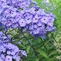 Phlox (P) 'Blue Paradise' GM P9 BIO