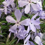 Phlox div. 'Clouds of Perfume' GM P9 BIO