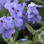Phlox (S) 'G.F. Wilson' GM P9 BIO