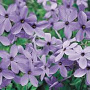 Phlox stolon. 'Blue Ridge' GM P9 BIO