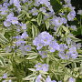 Polemonium r. 'Stairway to Heaven' GM P9 BIO