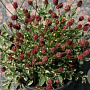 Sanguisorba 'Little Angel' GM P9 BIO