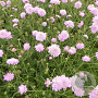 Scabiosa col. 'Pink Mist' GM P9 BIO