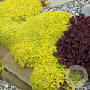 Sedum acre 'Aureum' GM P9 BIO
