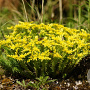 Sedum sexangulare GM P9 BIO