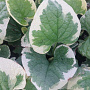 Brunnera macr. 'Dawson's White' GM P9