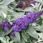Buddleja d. Pugster Indigo GM 3,0L leverbaar