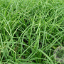Carex morrowii GM P9