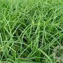 Carex morrowii GM P9