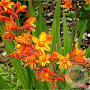 Crocosmia 'Fire Jumper' GM P9