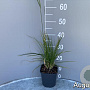 Deschampsia cesp. 'Goldschleier' GM 2,0L