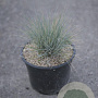 Festuca glauca 'Elijah Blue' GM 2,0L