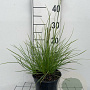 Sesleria autumnalis GM 2,0L