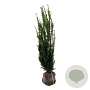 Taxus media 'Hillii' 120-140 cm met kluit
