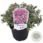 Rhododendron 'Frost Hexe' paars 25-30 cm 3,5L