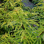 Sambucus racemosa 'Goldenlocks' 40-50 cm 5,0L