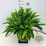 Blechnum spicant 35-40 cm 10L