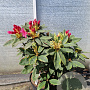 Rhododendron 'Anna Rose Whitney' 60-70 cm 10L