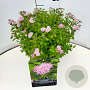 Spiraea jap. 'Little Princess' 30-35 cm 10L