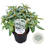 Rhododendron 'Dora Amateis' 25-30 cm 3,5L