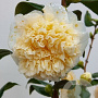 Camellia j. 'Brushfield's Yellow' 80-100 cm 20L struik