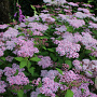Spiraea japonica 'Sparkling Champagne' 25-30 cm 3,5L
