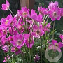 Anemone lesseri Spring Beauty Pink GM  P11