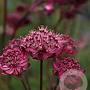 Astrantia maj. 'Sparkl. Stars Red' GM P9