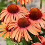 Echinacea 'Sensation Orange' GM P9
