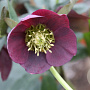 Helleborus o. 'Pretty Ellen Red' GM P9